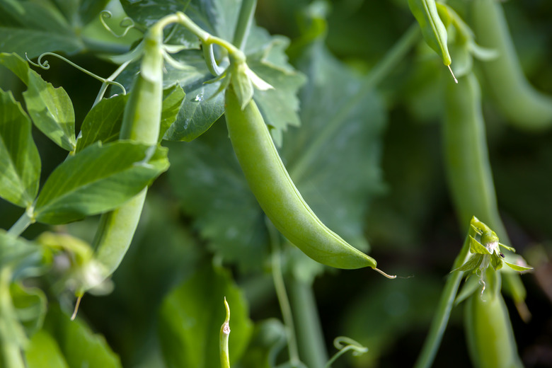 green peas in pods growing in summer garden