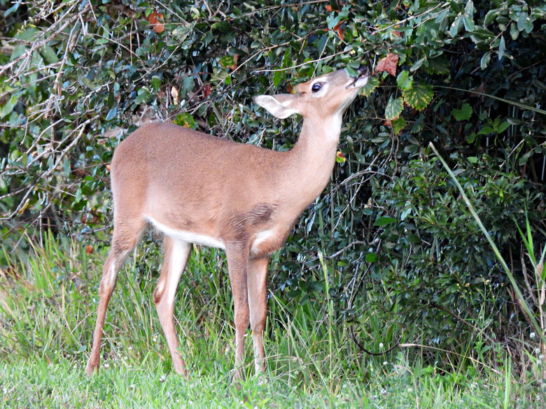 White-tailed deer (Odocoileus virginianus) grazing on leaves.