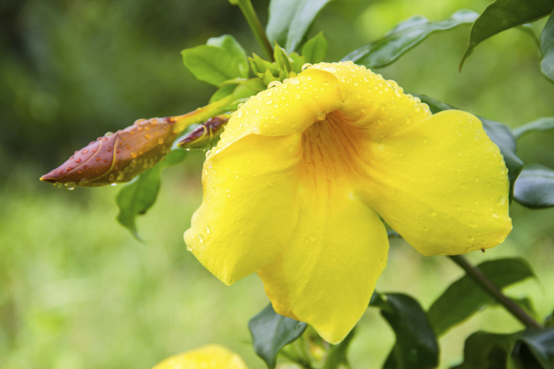 Allamanda , Golden Trumpet