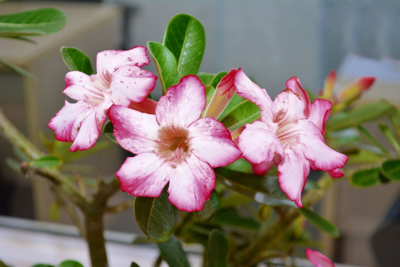 Beautiful desert rose (Adenium obesum)