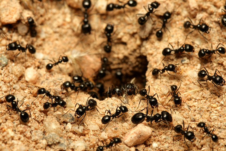 Black ants