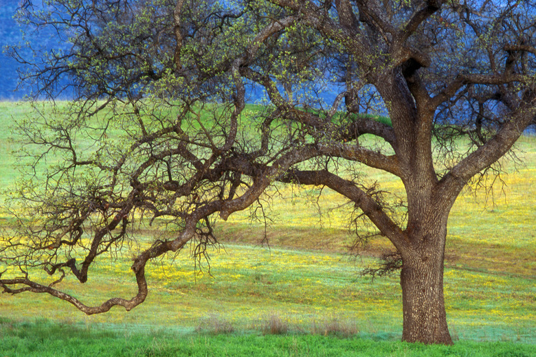 Oak Tree  California  USA