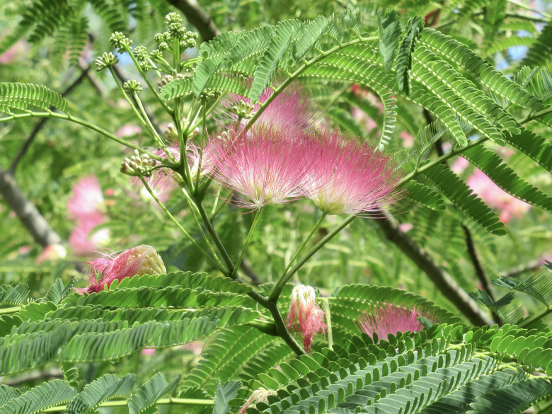 Mimosa tree in bloom.