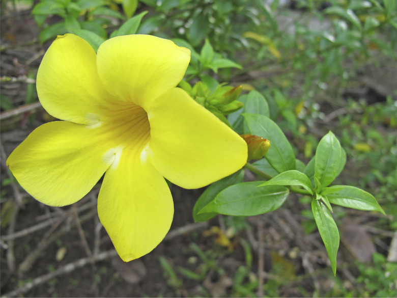 Golden Trumpet