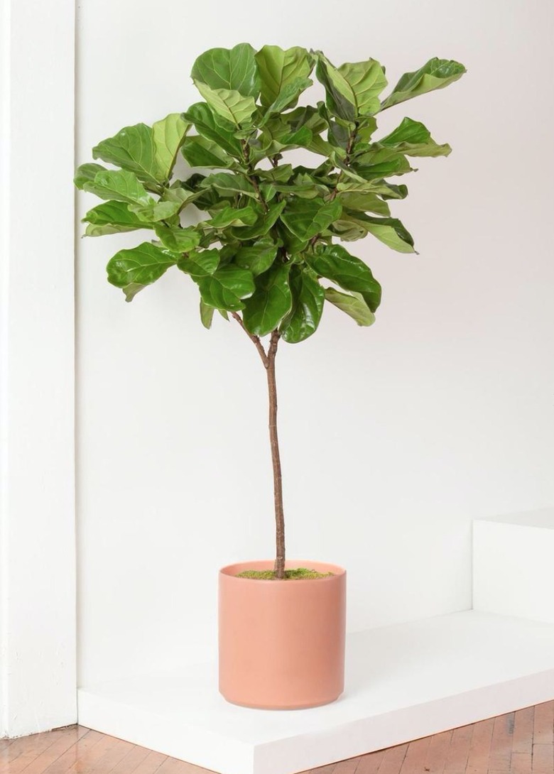 Fiddle Leaf Fig tree in terracota pot