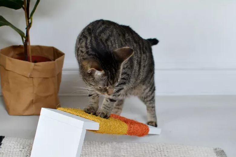 Cat with colorful scratching post