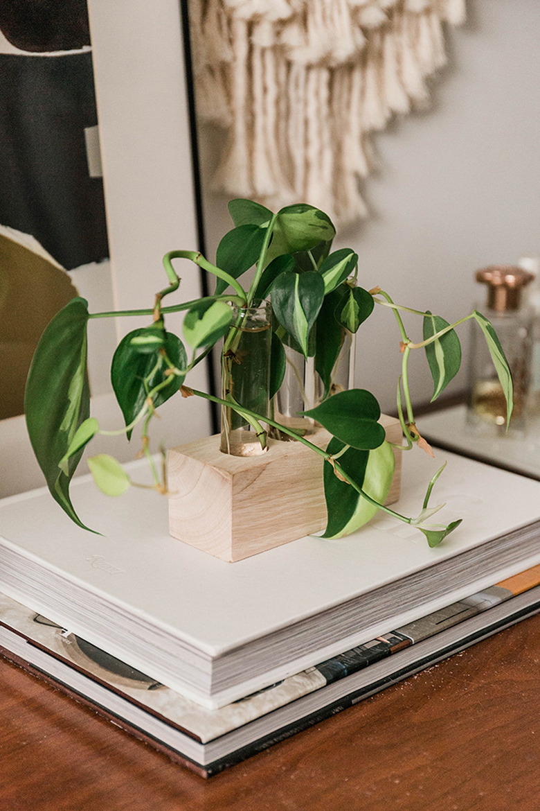 wood and glass plant propagation station