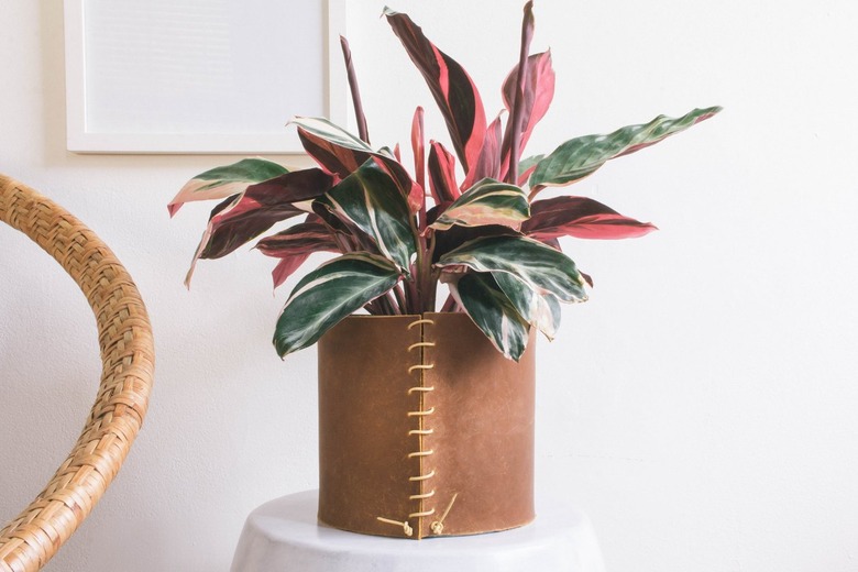 Brown leather vase sewn with leather cord with plant on porcelain stool