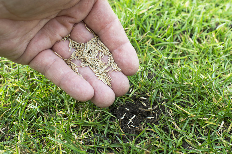 Grass seeds