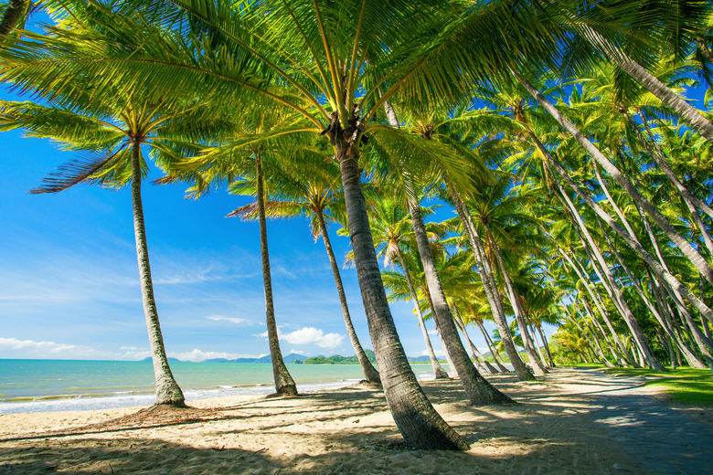 Palm trees on the beach of Palm Cove