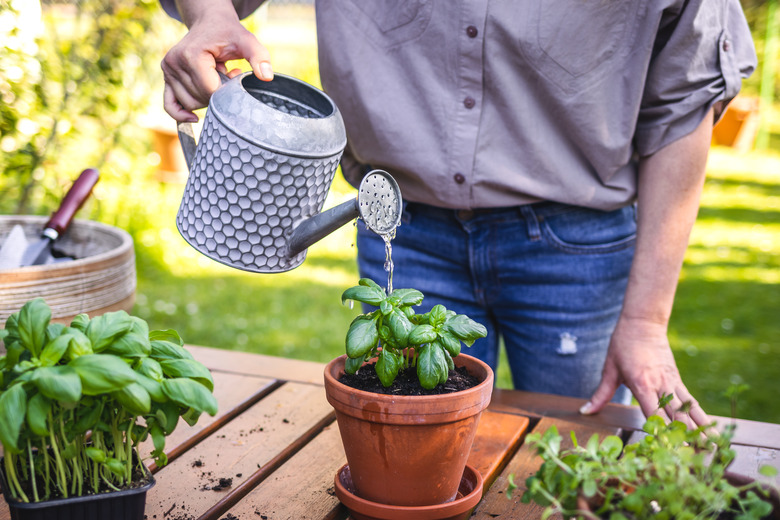 Planting and watering in spring.