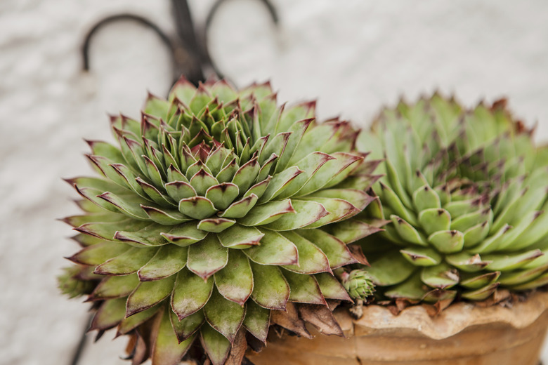 Sempervivum calcareum 'limelight'