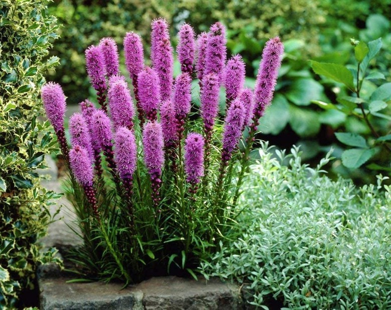 Liatris Blazing Star Pink/Purple