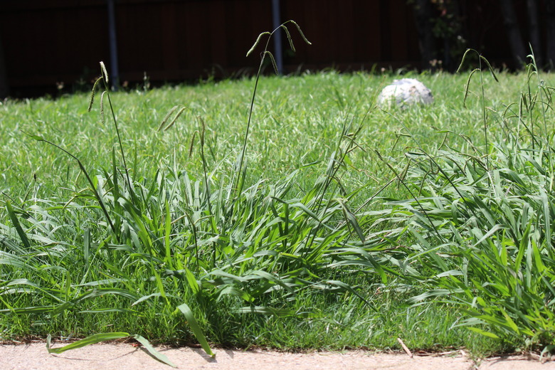 Overgrown crabgrass weeds in the backyard