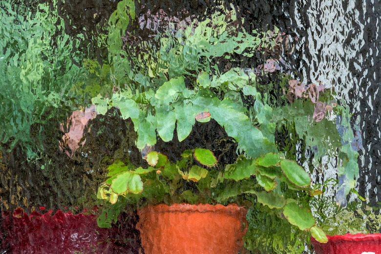 potted plants in the greenhouse