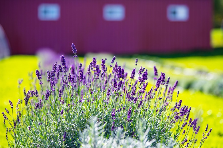 Lavender bush