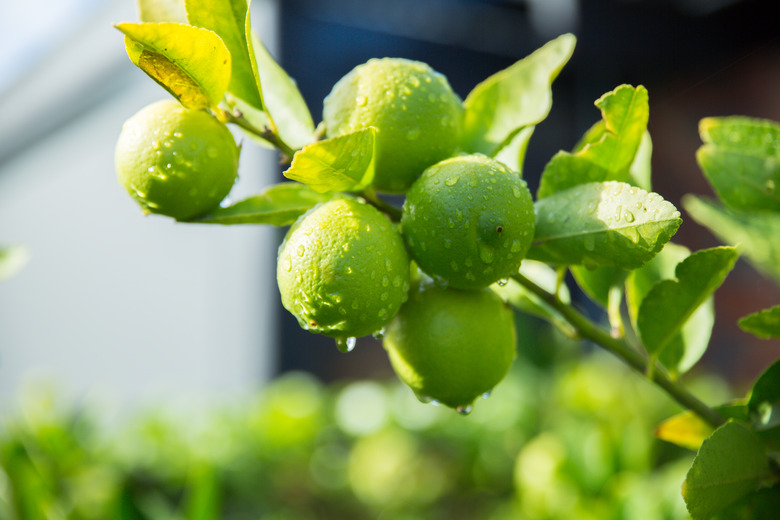 Limes on a lime tree.