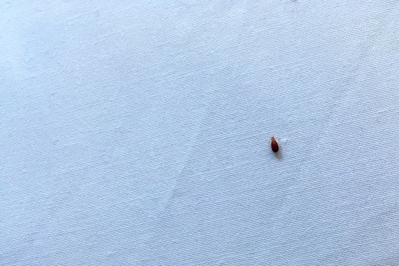 Bedbug on bed sheet after biting person