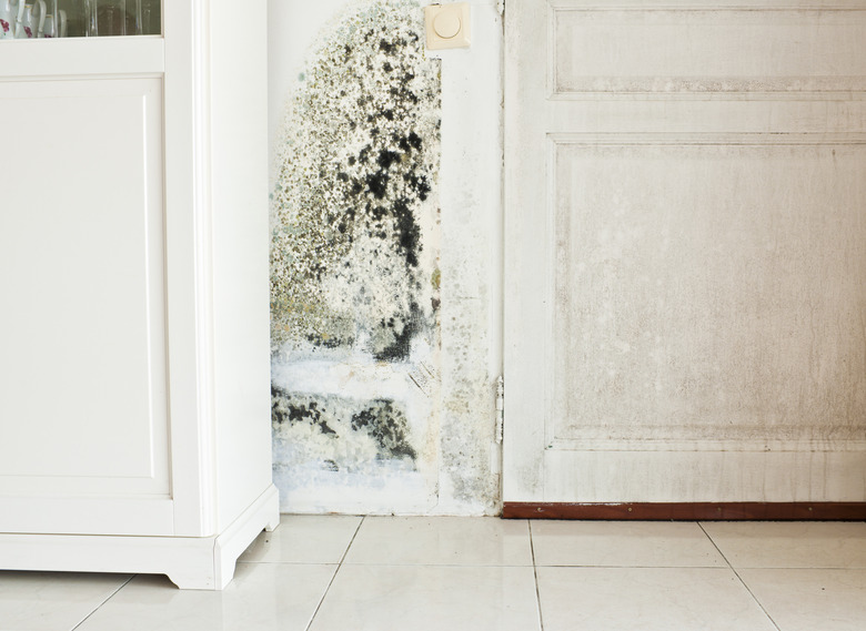 Mold Growth on Wall and Damp Stained Wood Door