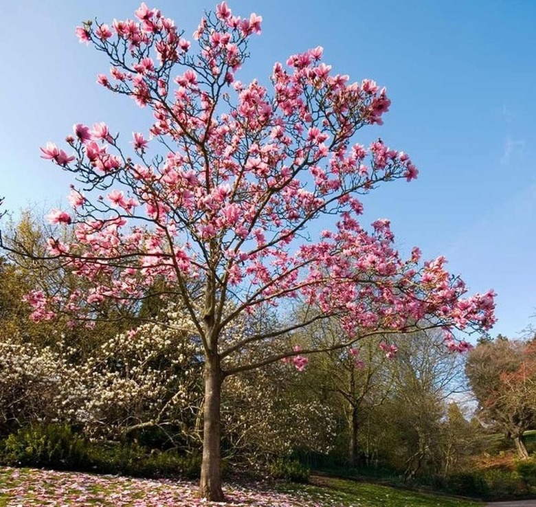 Magnolia x 'Ann'