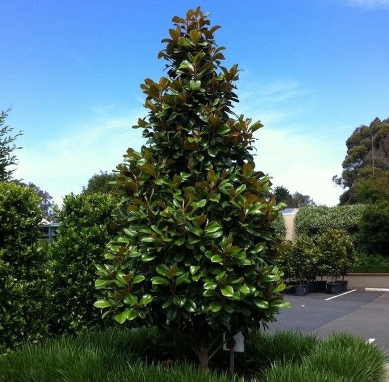 Magnolia grandiflora ‘Southern Charm’ (Teddy Bear®)