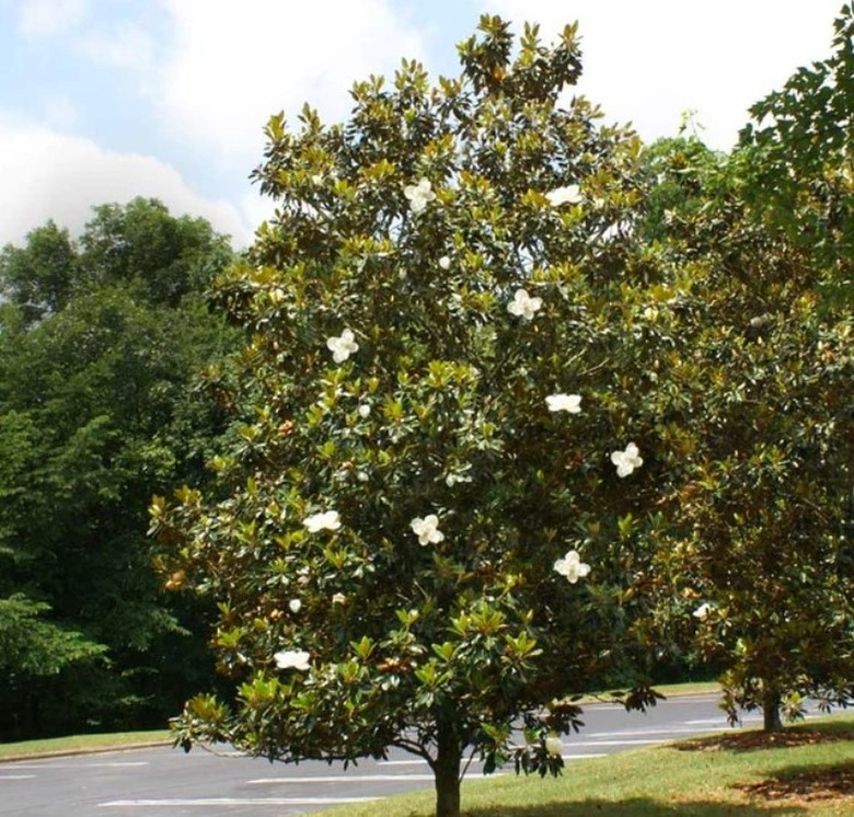 Magnolia grandiflora 'Little Gem'