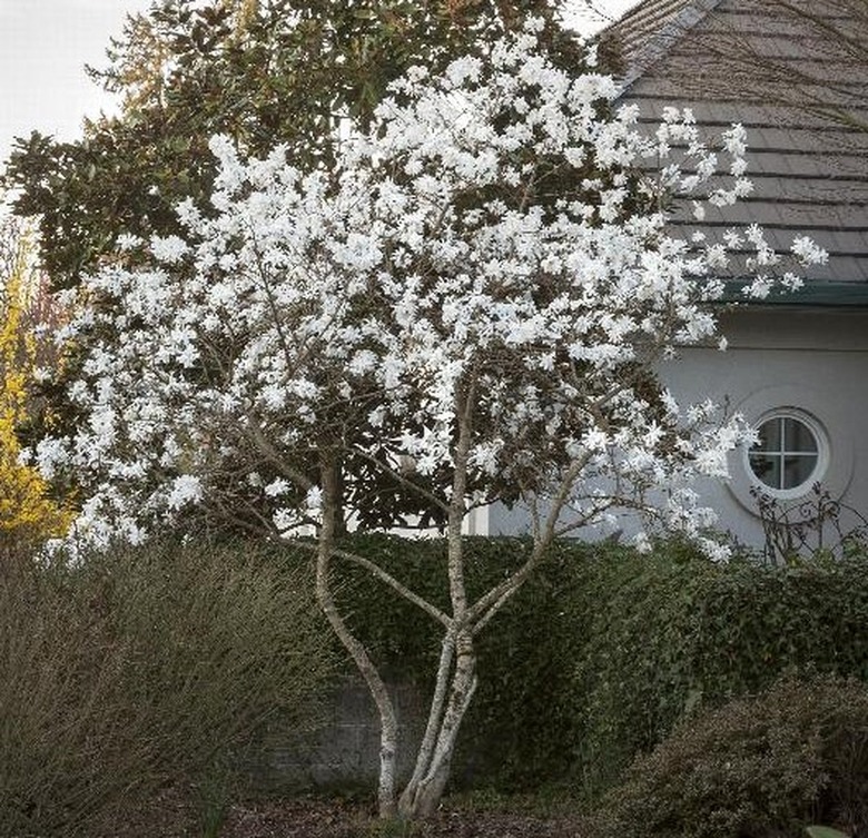 Magnolia stellata 'Royal Star'