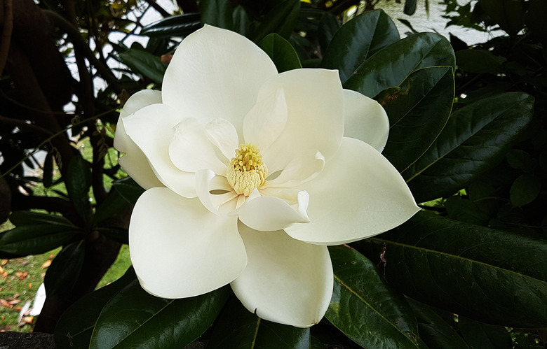 Magnolia flower closeup.