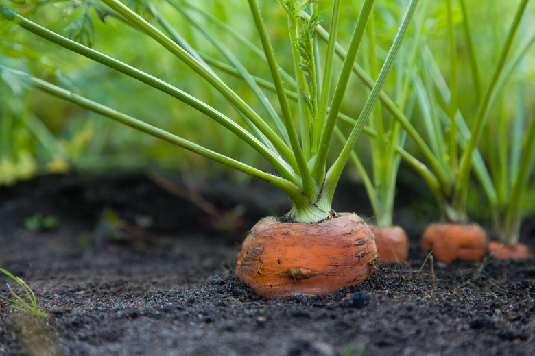 Healthy Homegrown Carrots