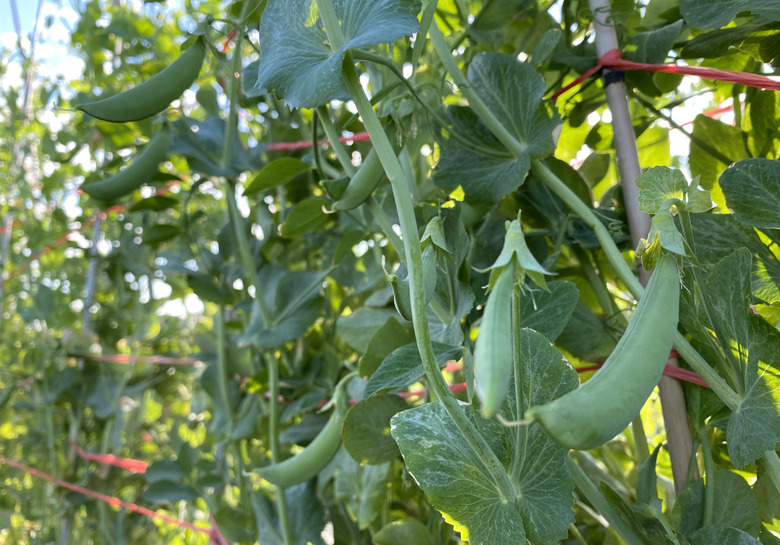 pod plantation