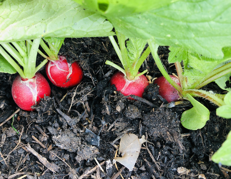 Radish