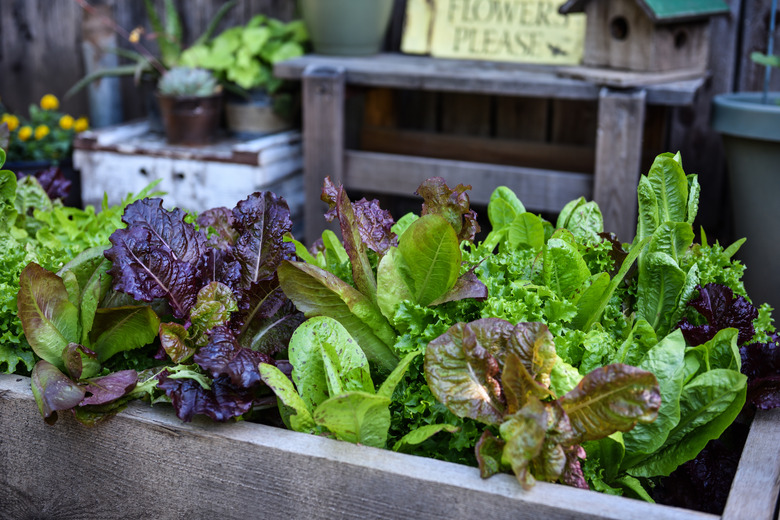 Variety of lettuce ready for harvest in raised garden bed.