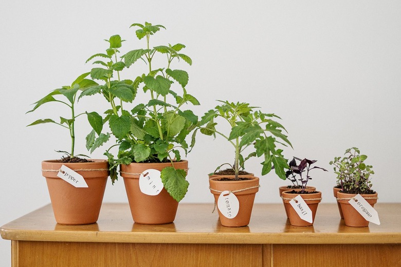 Vegetable plants and herbs in clay pots