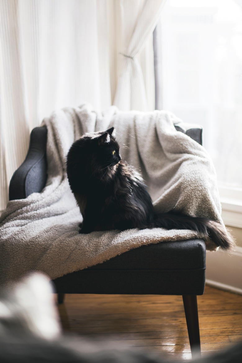 cat sitting in accent chair looking out of the window