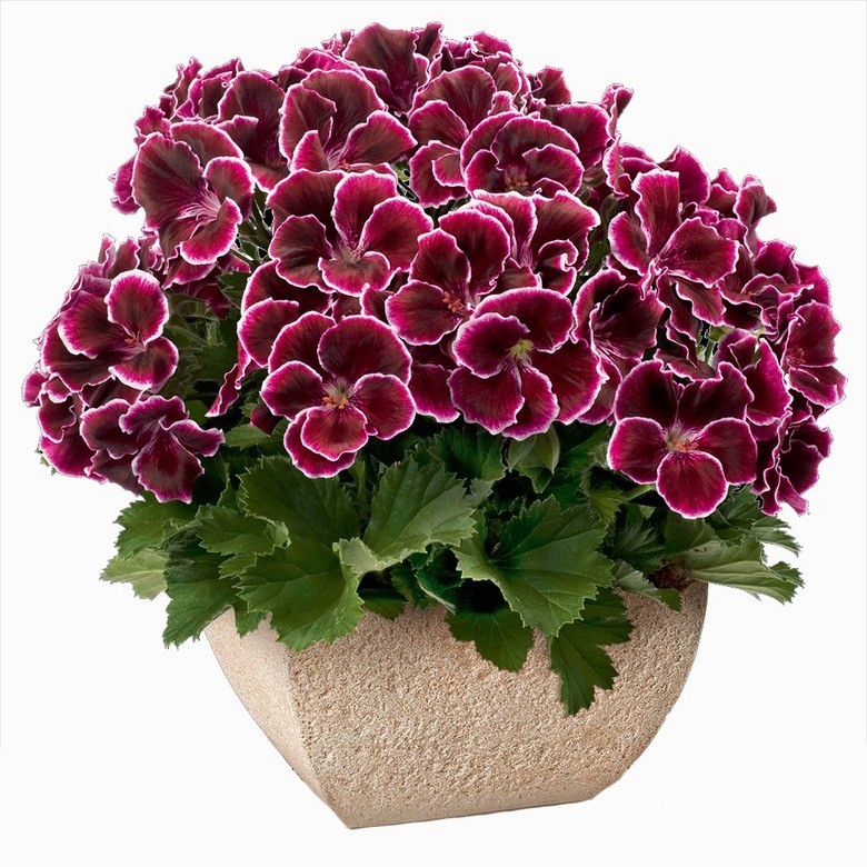 Pelargonium/Geranium plant in pot