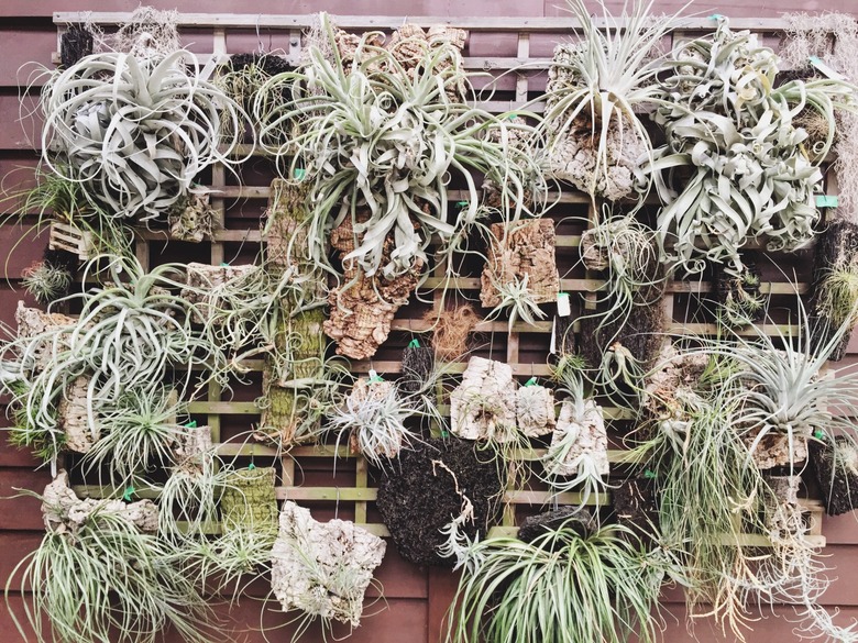 air plants