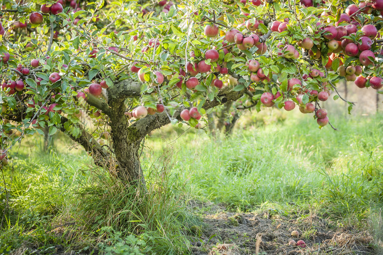 Apple tree in old apple orchard horizontal.