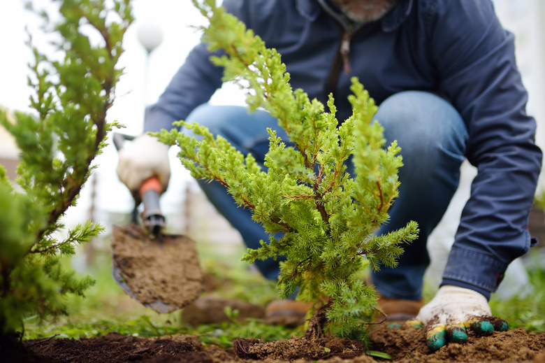 Gardener planting juniper plants in the yard. Seasonal works in the garden. Landscape design. Landscaping.