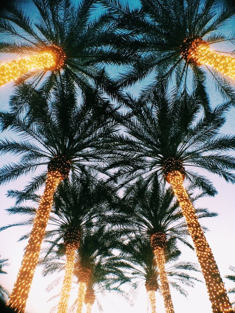 exterior Christmas decorations with Palm trees with trunks wrapped in white lights.