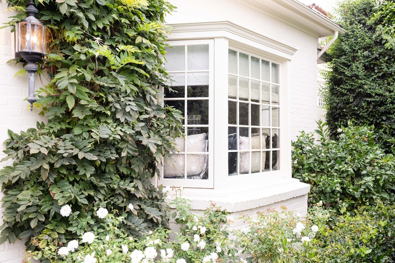 white window with greenery