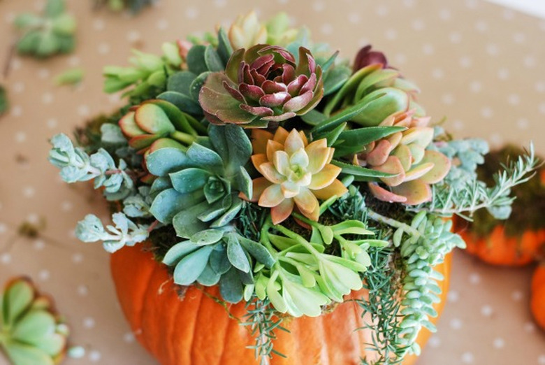 modern succulent fall flower arrangement in a pumpkin