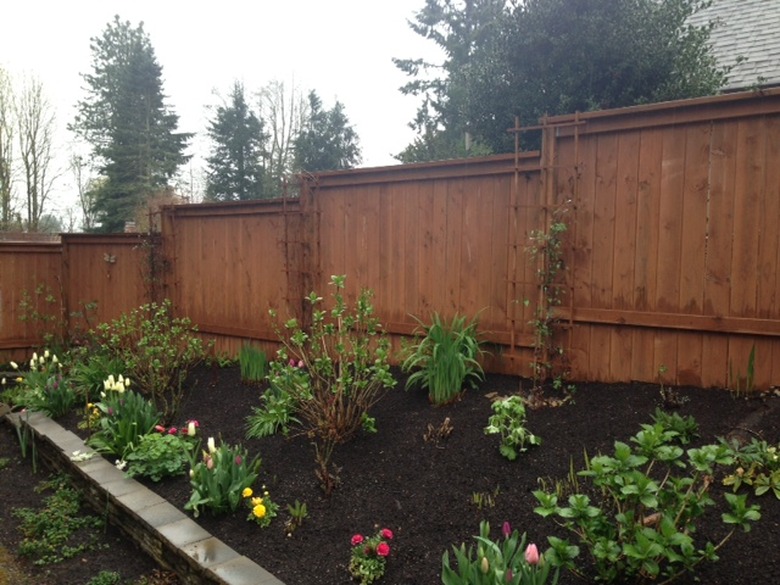 cedar fence