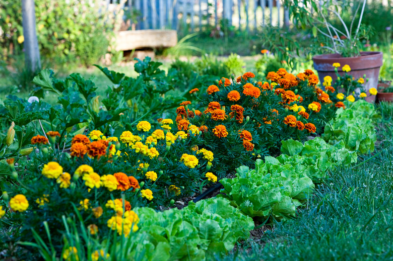 Salads and marigolds in a garden