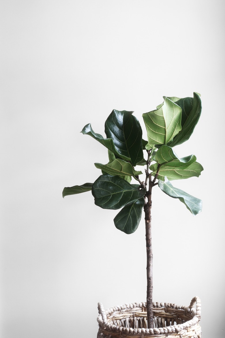 Fiddle Fig