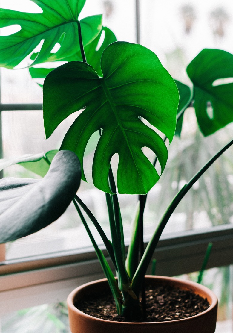 Split-Leaf Philodendron