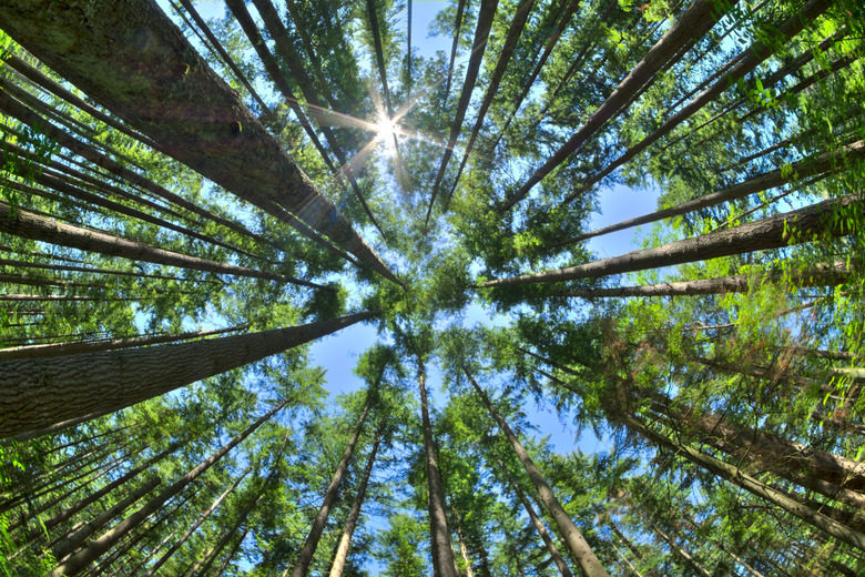 Look up in a dense pine forest