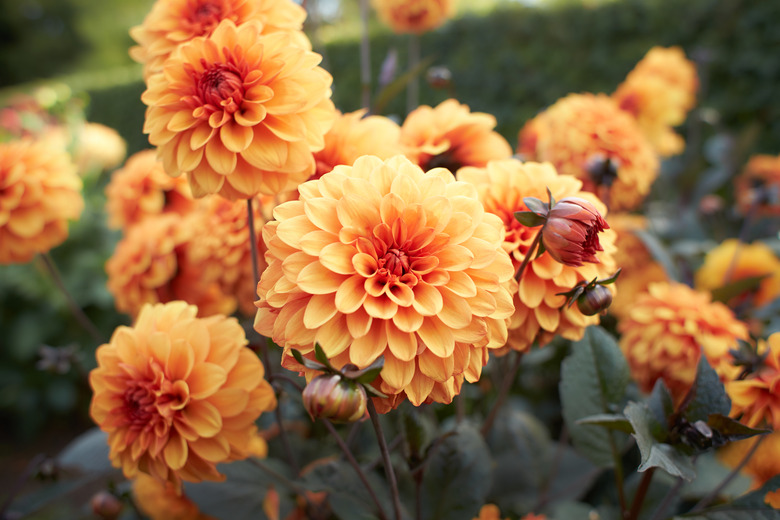 Close up of orange asteraceae dahlia 