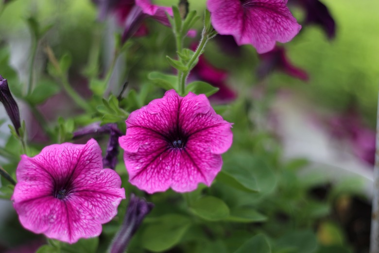 Impatiens walleriana Flowers Blooming In the Garden