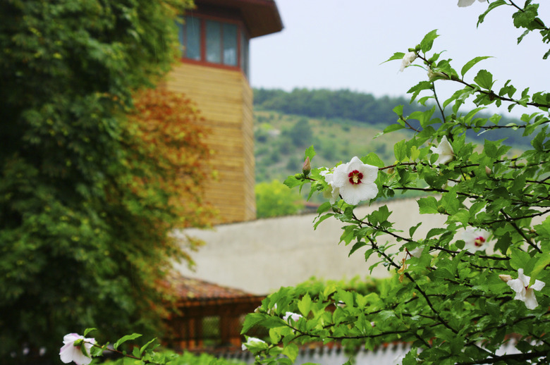 Mallow Flower