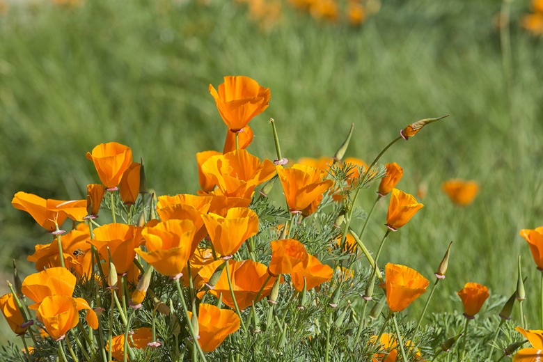 California Golden Poppies